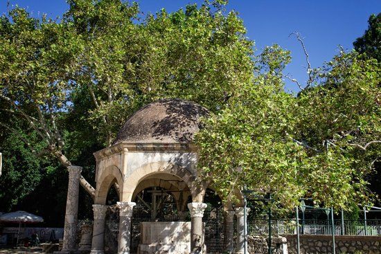 Plataan van Hippocrates